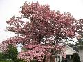 Pink Flowering Dogwood / Cornus florida f. 